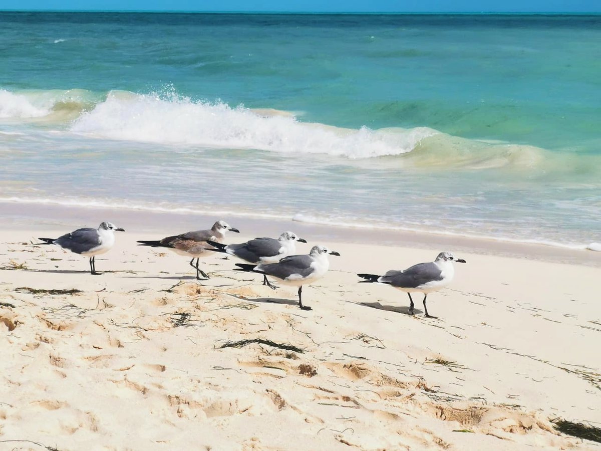 Our beach, besides being beautiful, is home to beautiful bird species such as the "Silver Gull."
Help us preserving their environment and do not feed or try to pet them.
<a href="/RnfrstAlliance/">Rainforest Alliance</a> #Followthefrog
