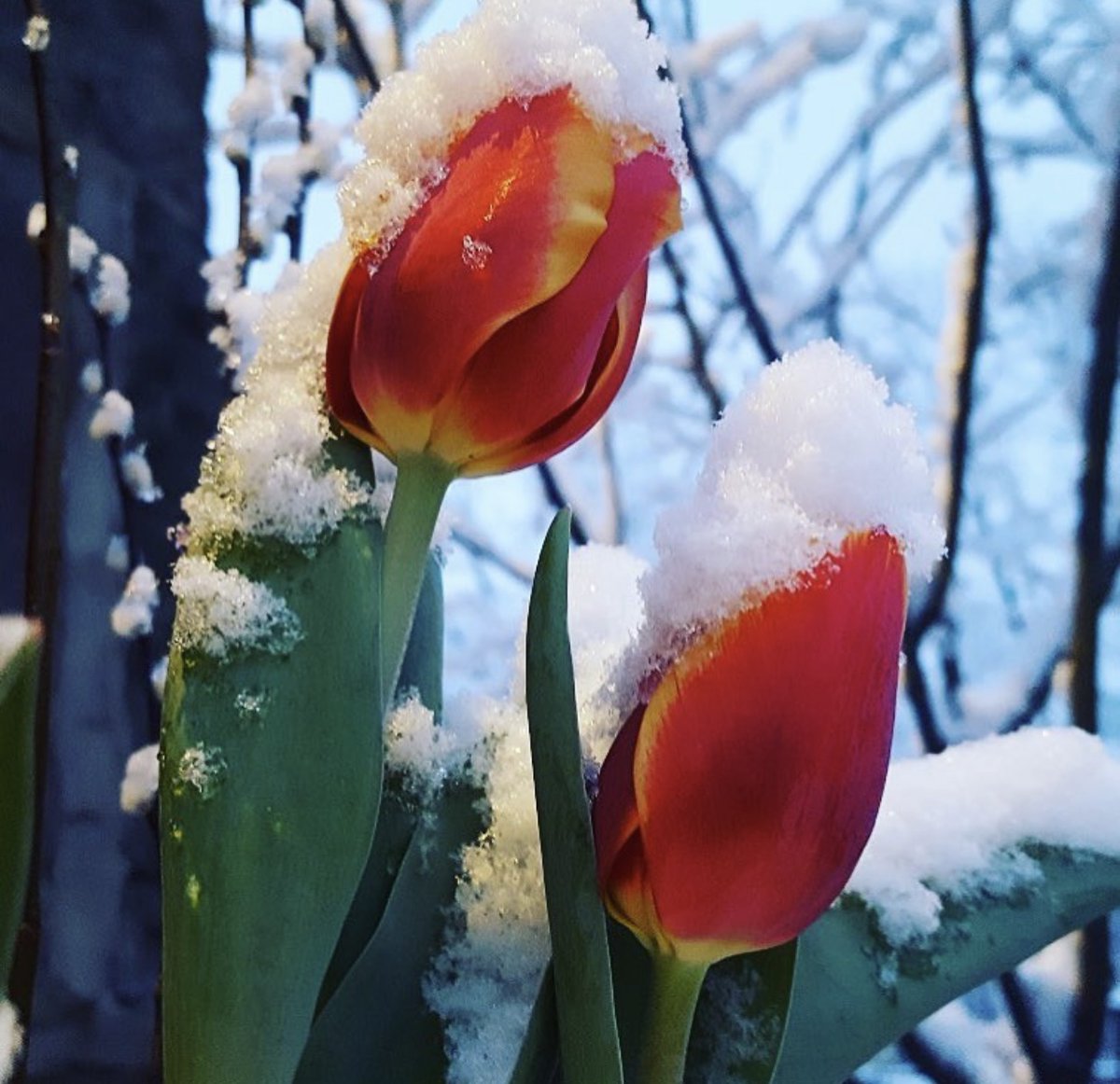 Ohio wineries offer unique & unexpected surprises at every corner. Experience all the beauty that's #GrownHere. ❄️ (📸: @gervasivineyard)