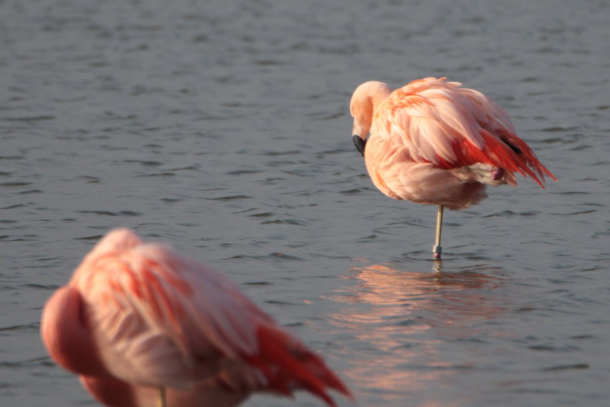 De Chileense Flamingo's bij Berkel en Rodenrijs - helaas in diepe rust!