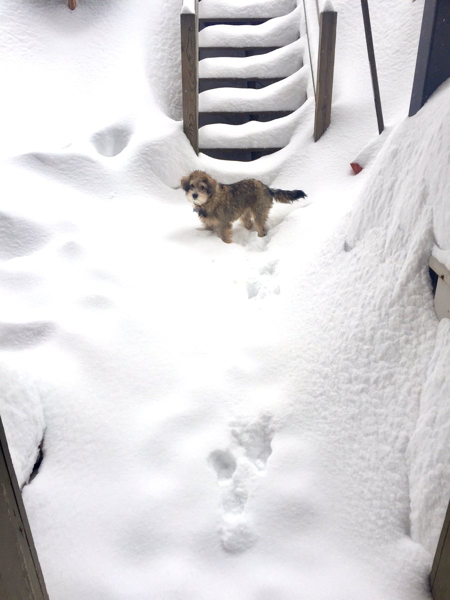 susantran's tweet photo. The #Patriots won the #SuperBowl 2/1/15, there was a parade 2/4/15, then more snow. So much more snow. 2/9/15 #Winter2015 https://t.co/ZTPb2nU0Ds
