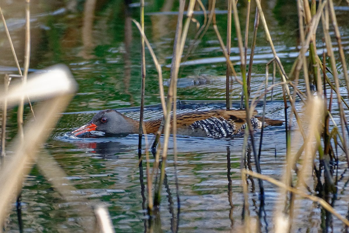 Water Rail