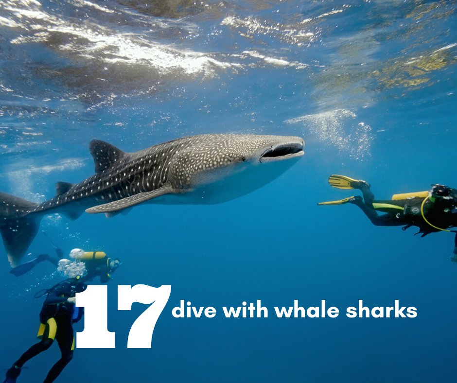 MagnumBelize's tweet photo. 20 Belize Bucket List Items for 2020 - #17 Go Whale Shark diving

#belize #bucketlist #20for2020 https://t.co/t0A4PEceaK