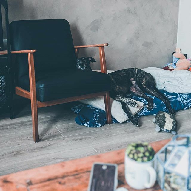 Not sure that's comfortable duke???
.
.
.
.
.
.
#greyhound #greyhoundsofinstagram #dogslife #apartmentlife #homedecor #homesweethome ift.tt/2U4y7KG