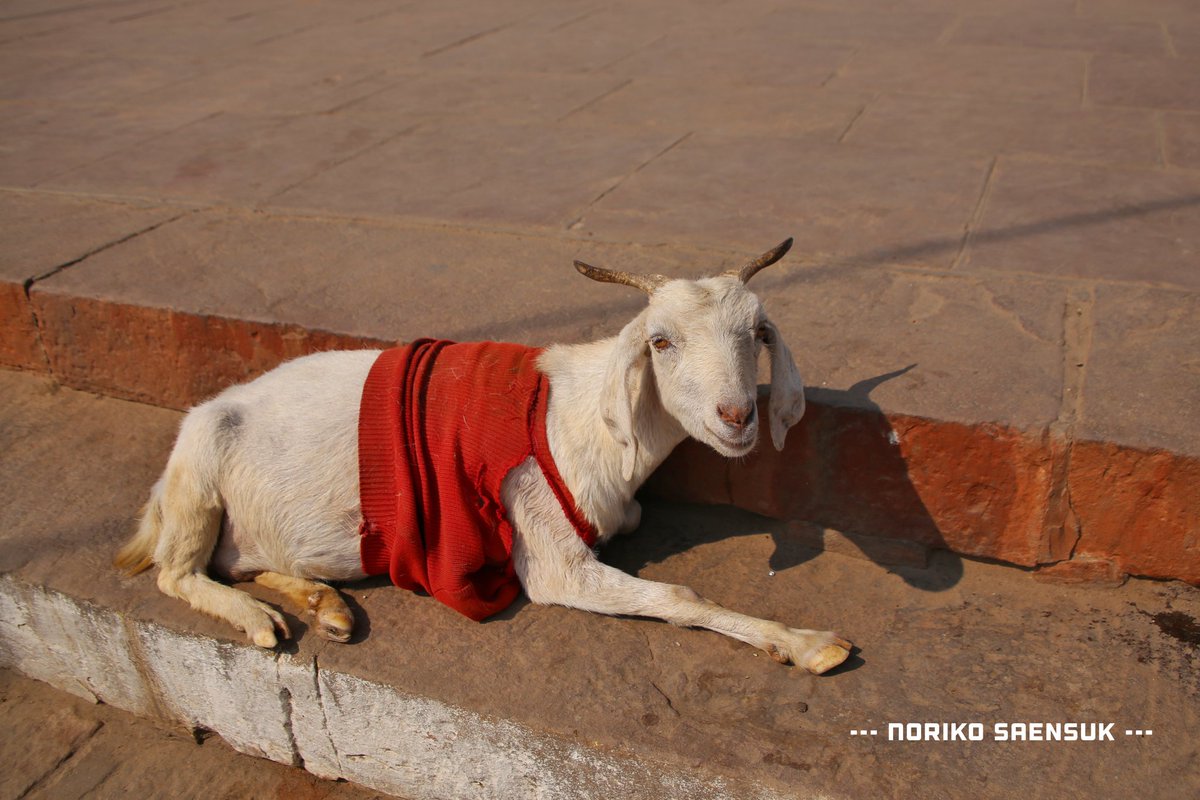 尻尾のない犬 בטוויטר バラナシの山羊 はなぜかみんなお洋服を着ていてかわいい 今のバラナシはたぶんわりと寒い時期で 日中は度を超えるけど夜は10度を切る でも 服を着せられた野良犬はほとんどいない 山羊は家畜だから大事にされてるのかな