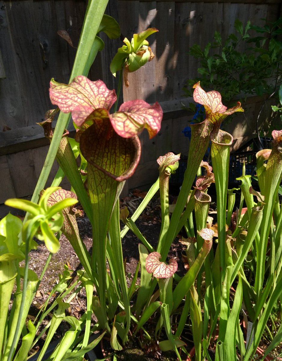 A Sarracenia with its mouth wide open, ready to trap some unsuspecting bug in its digestive enzyme soup........ #badtimesforabug #sarracenia #carnivorousplants #weirdplacestostickyourfingers