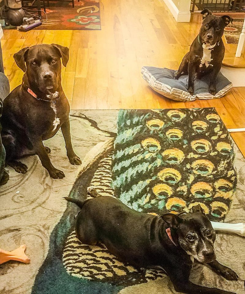 RescueBroad's tweet photo. #BlackDogSyndrome describes how #blackdogs are frequently passed over for adoption in favor of lighter-colored pups. Ninja (top R), our current foster, loves people, dogs, cats and is available for adoption through @HomeAtLastDogsR.
#adoptdontshop #pitbulllover #pitbull #philly https://t.co/lD7q4RhDr0
