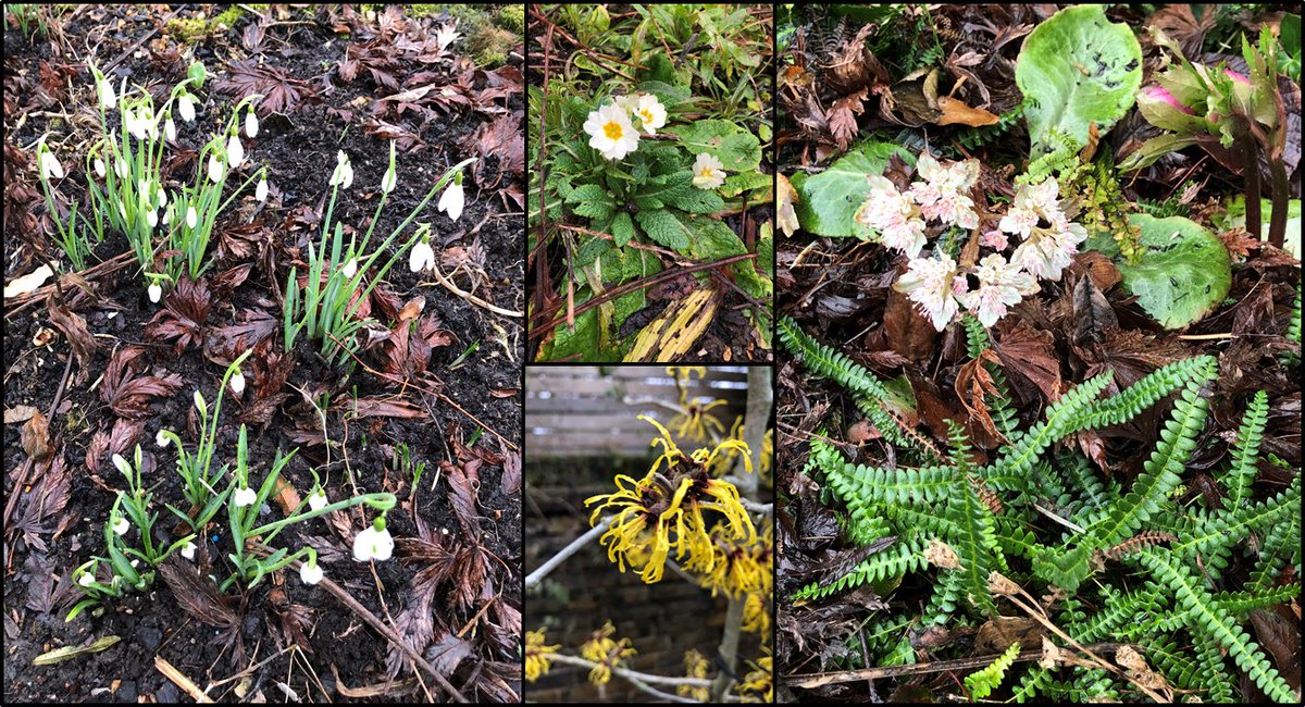 michaelffay60's tweet photo. The garden is beginning to wake up #Galanthus, #Primula, #Hamaemelis, #Chrysosplenium 2/ https://t.co/zVo2FdcpNT