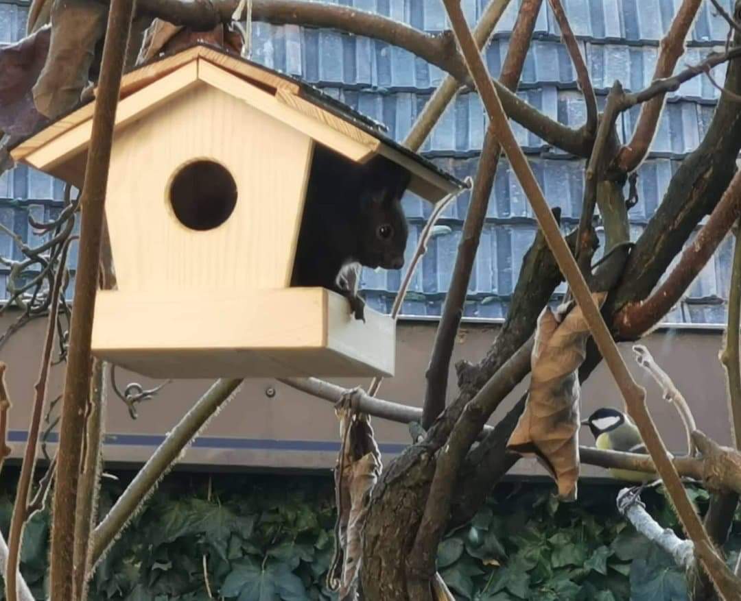 ASlamersek's tweet image. Veverica &amp;amp; velika sinica 
#SuperYear #biodiverziteta2020