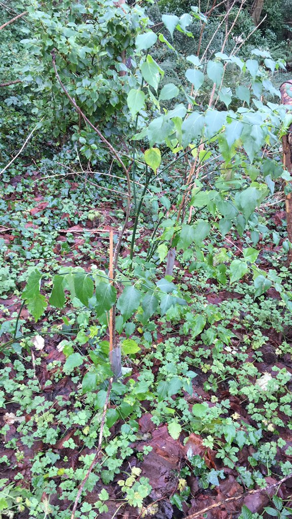 In Nov ‘17 a <a href="/GirlguidingSWE/">Girlguiding SWE</a> ICE trip came to do a conservation project here at <a href="/LorneEstate/">Lorne Estate</a>. Two years on, <a href="/K800sutton/">Kate sutton</a> has sent me photos, I’ve traipsed through very soggy grass and mud and I’ve found their trees!