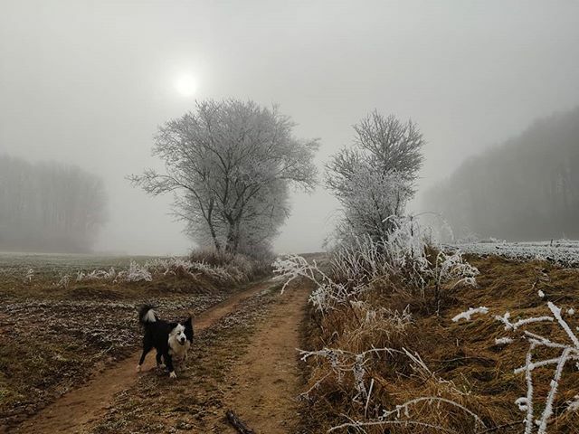 EverydayFinlay's tweet photo. #Finlay #bordercollie #dog #Hund #dogstagram #dogsofinstagram #dogs #borderfame #photography #nature #landscape #natur #landschaft #dogsoftwitter https://t.co/Cey66WE4nL https://t.co/bByJ9H9TIE