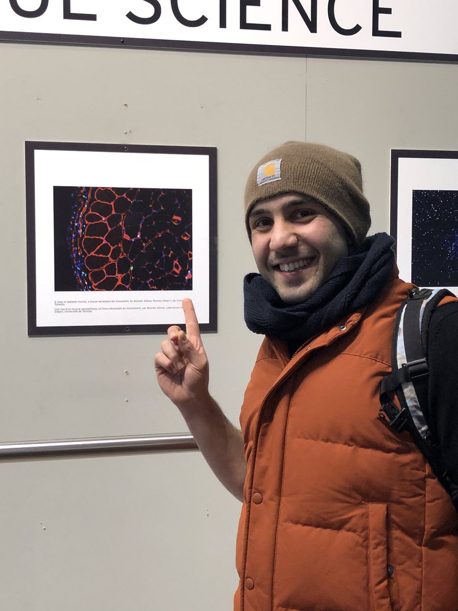 Saw my #CellsISee science pic submission at the pearson airport for the first time few days ago! so many beautiful pics presented at the pearson airport by researchers from other UofT labs and other canadian institutes! #ArtsyScience #MuscleRules 🧫🔬💪 <a href="/GilbertLab/">Gilbert Lab</a>