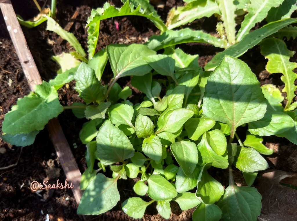 iSaakshi's tweet photo. #Blooms #Flowers #flowerphotography this beautiful flower belongs to the Koranti/Vajradanti family, am told. Those #sapplings in third pic are that of #Akarkara #Ayurveda #medicinal #herbs 

#GardenersWorld #gardening https://t.co/IMbPsaHGed