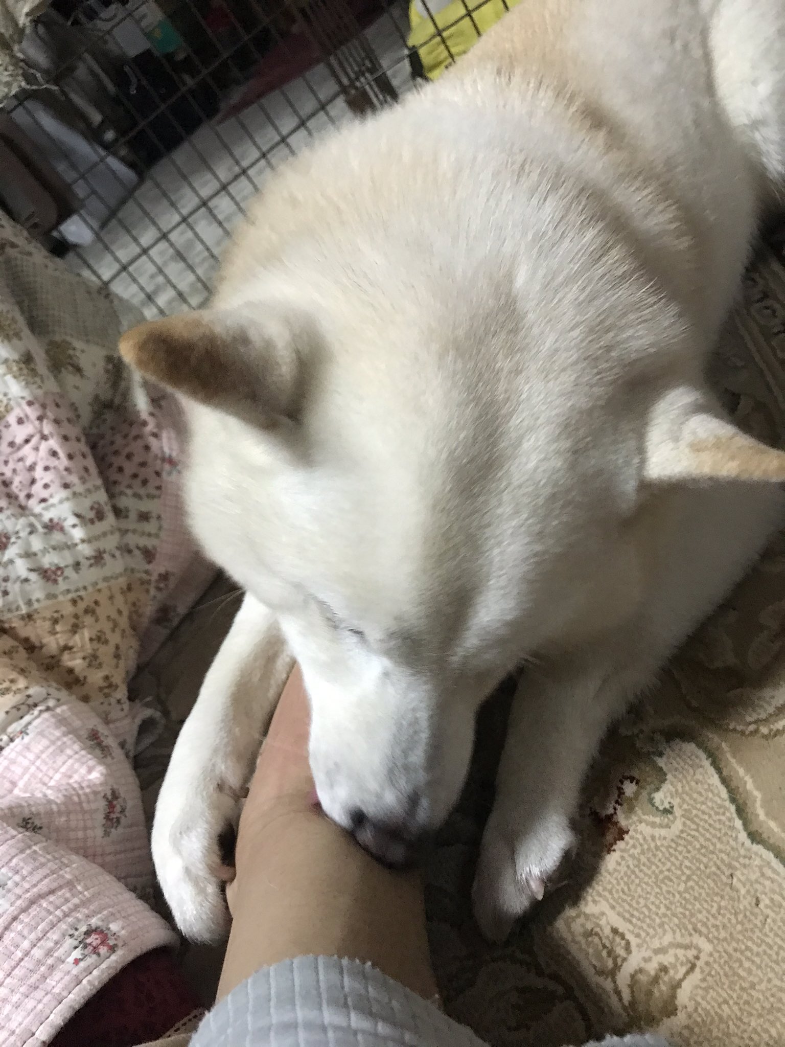 تويتر ティン1号 على تويتر 異常に腕を舐めてくるうちの犬 T Co Xf08ckvl81