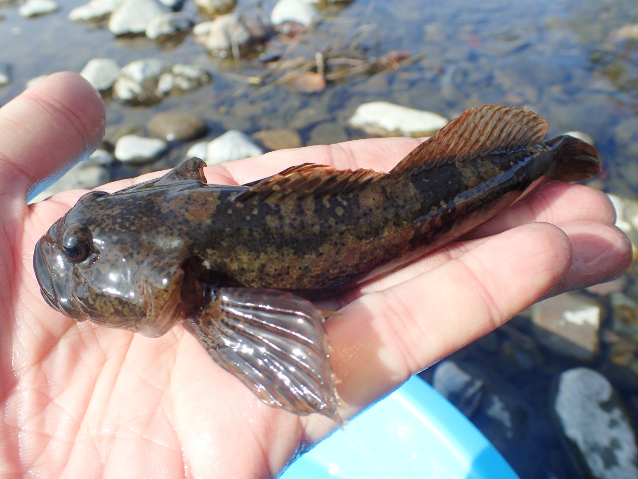 リコプテラ 天竜川上流部に棲むハゼみたいな魚三種 ぱっと見同じに見えるので良ーく観察してみました 釣りキチ三平で読んだ カジカの夜突き をいつかやってみたい T Co Frqd5n7gco ヨシノボリ チチブ カジカ T Co Xvqzkivhzi