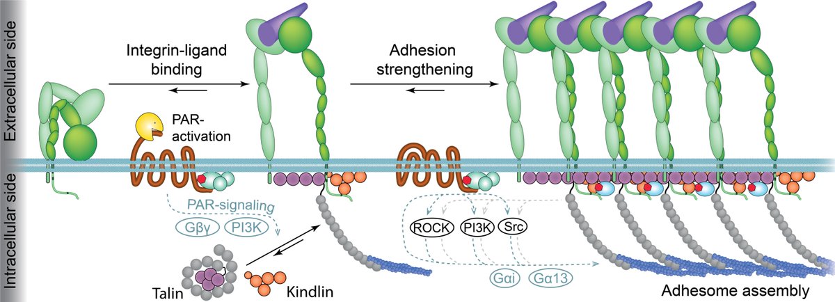 DJ Müller Lab - ETHzürich (@mullerforce) on Twitter photo Our latest paper <a href="/NatureMaterials/">Nature Materials</a> describing molecular mechanisms of how protease activated receptors employ GPCR- & integrin-signaling pathways to activate integrins, induce ligand binding & orchestrate adhesion assembly of non-hematopoietic cells.
rdcu.be/b0IyY Our latest paper <a href="/NatureMaterials/">Nature Materials</a> describing molecular mechanisms of how protease activated receptors employ GPCR- & integrin-signaling pathways to activate integrins, induce ligand binding & orchestrate adhesion assembly of non-hematopoietic cells.
rdcu.be/b0IyY