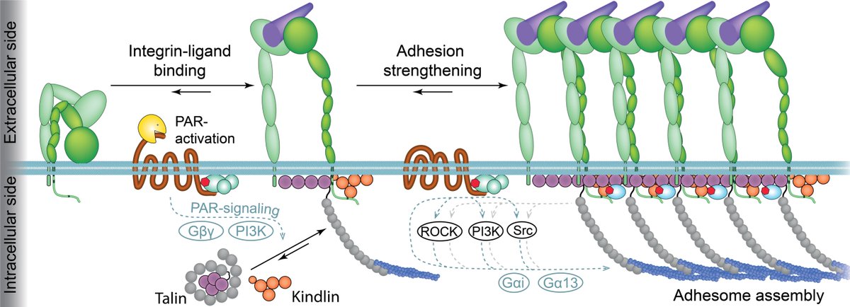 Our latest paper @NatureMaterials describing molecular mechanisms of how protease activated receptors employ GPCR- & integrin-signaling pathways to activate integrins, induce ligand binding & orchestrate adhesion assembly of non-hematopoietic cells. rdcu.be/b0IyY