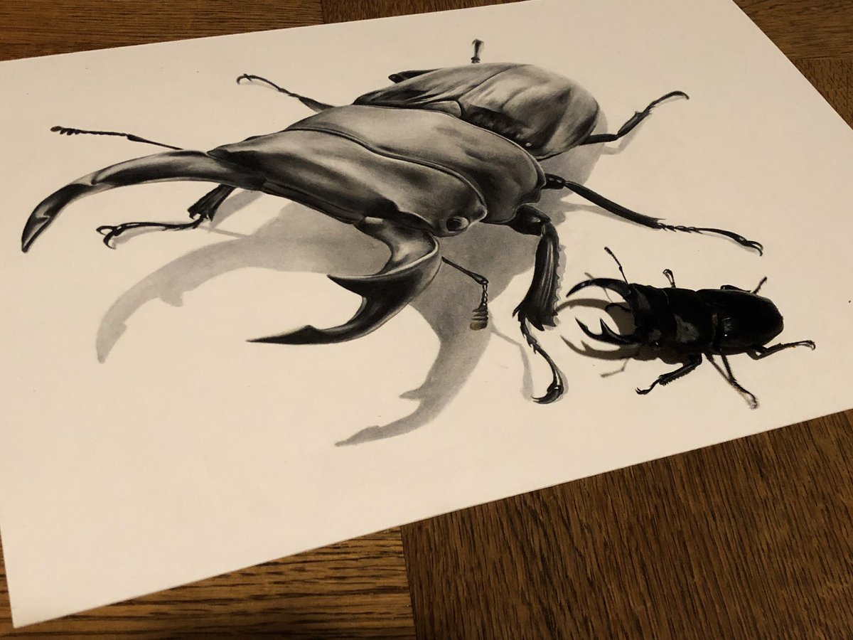 過去作品。 オオクワガタの絵。御本人も登場| ε:)ﾆｭｯ やっぱ昆虫って