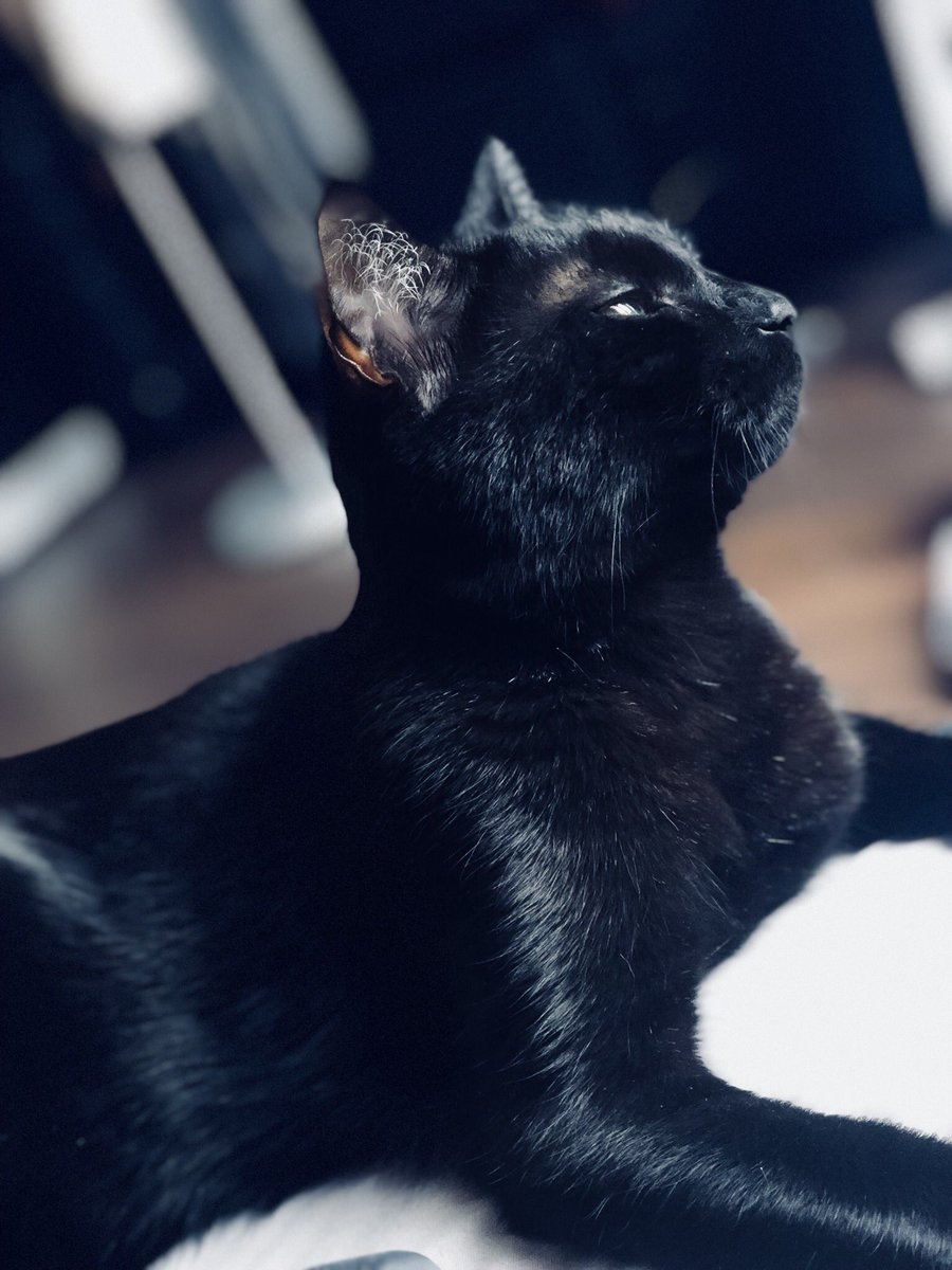 KPaillette's tweet photo. Ce matin, j’etais la première vision de ma maman au réveil et elle a dit que j’étais beau et tout en majesté 👑 https://t.co/b0xuC8nC4a