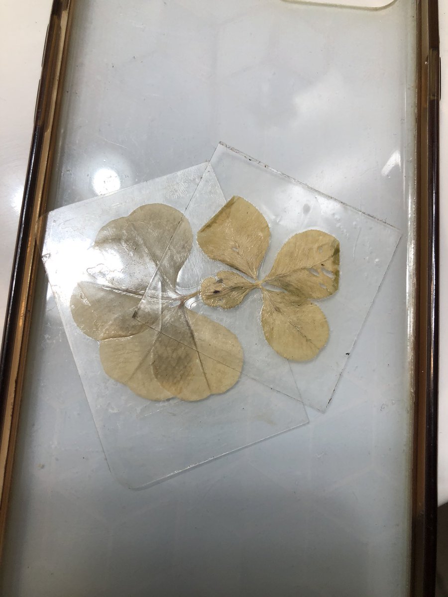 prncesstanner's tweet photo. I’ve cracked every phone I’ve ever had until this one . Going on 2 years ☺️ I’ve had these 🍀🍀 in my phone case since day 1. #isitluck? https://t.co/WOxhN9T7Et