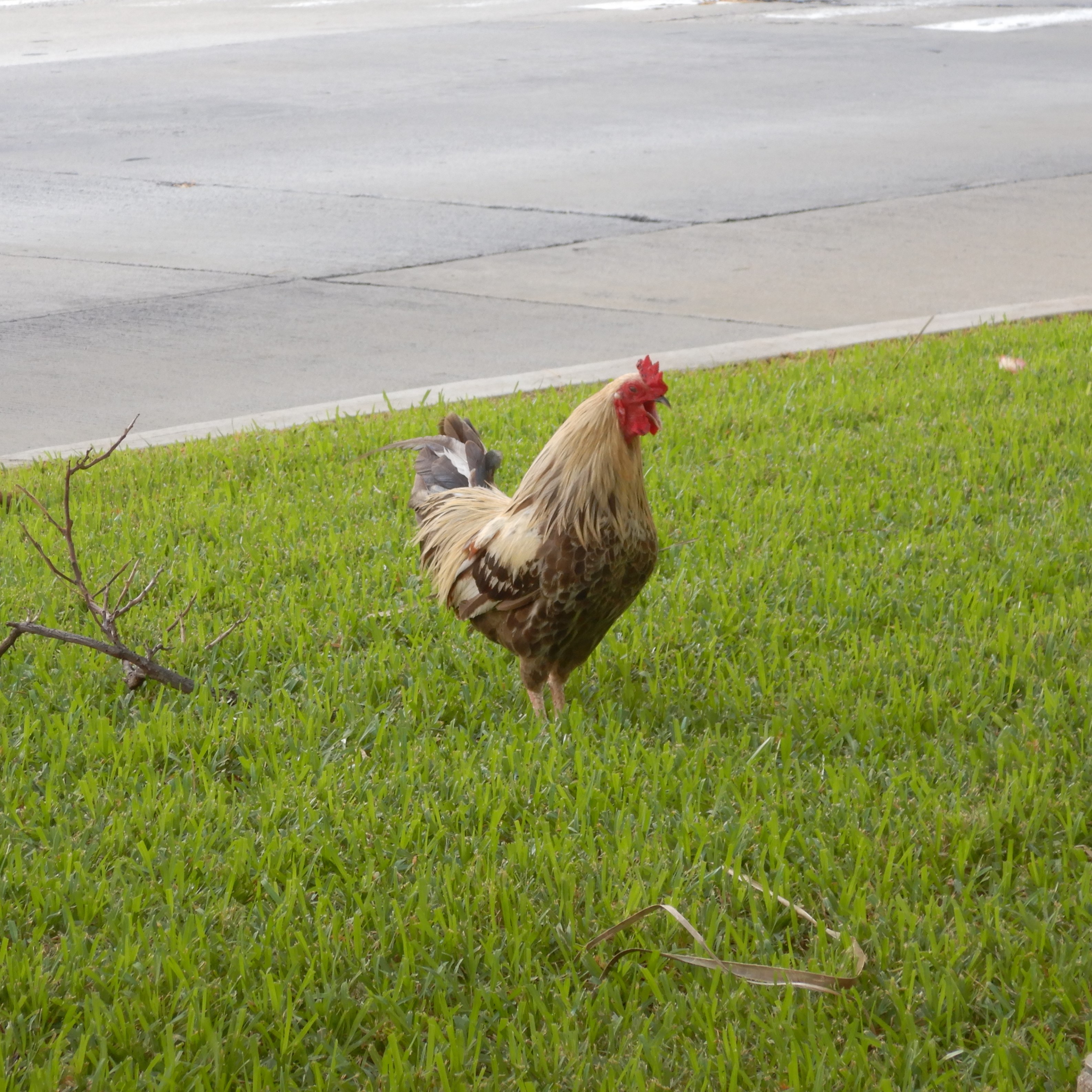Susie Honolulu Hawaii ニワトリ 鶏 Chicken モア 東南アジア 中国南部で 朝一番に鳴く祭祀用 闘鶏用として家禽化され やがて肉と卵の食用に ハワイにはポリネシア人が移入し その後 闘鶏好きのフィリピン人などが移入し 野生化 早朝