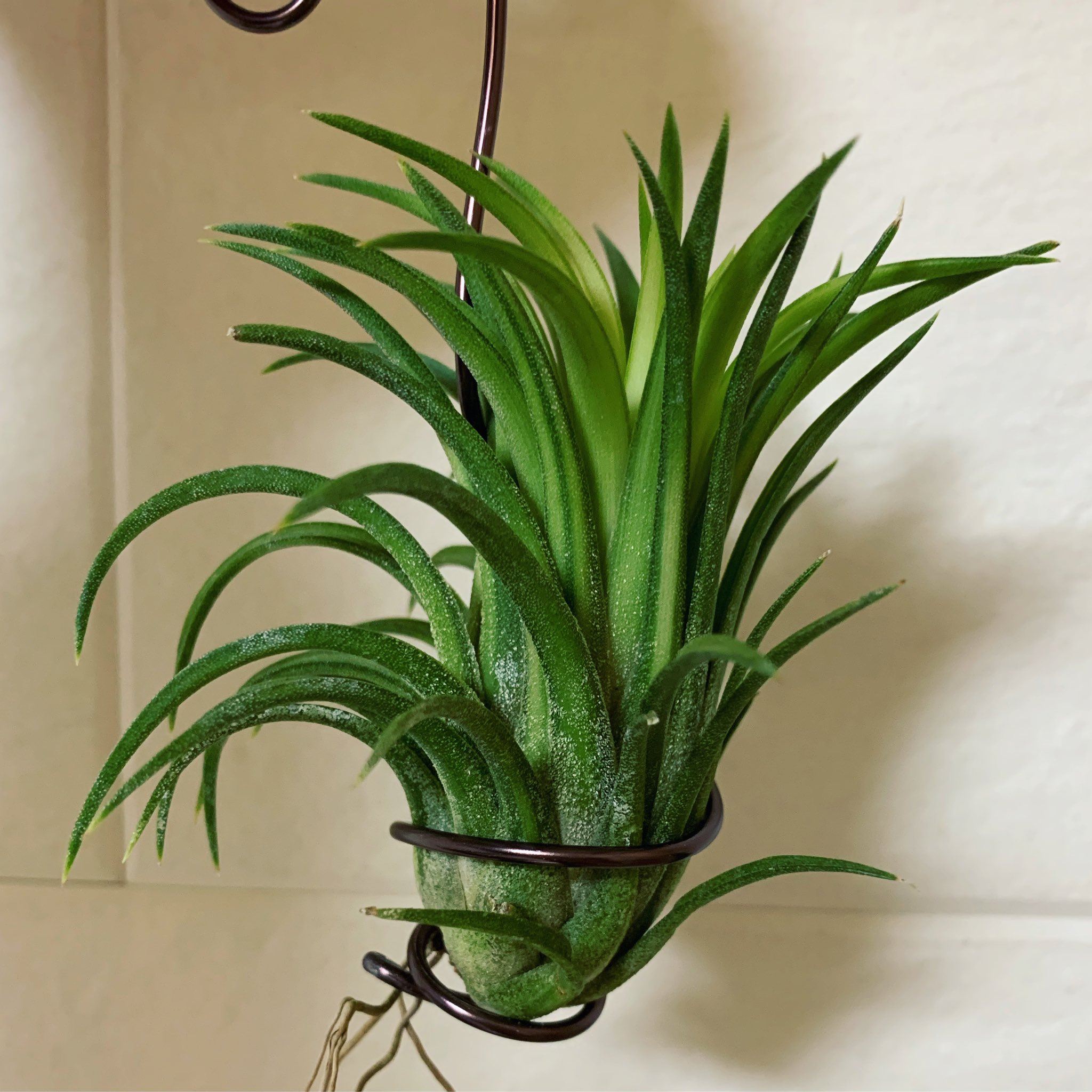 Youichi N Tillandsia Ionantha Variegata チランジア イオナンタ バリエガータ 葉に縦筋の入ったイオナンタの斑入りの栽培品種 大きくてハッキリと斑が見える アルボとはまた違う感じで綺麗 Tillandsia チランジア エアープランツ エアプランツ Youichi N Tillandsia Ionantha Variegata チランジア イオナンタ バリエガータ 葉に縦筋の入ったイオナンタの斑入りの栽培品種 大きくてハッキリと斑が見える アルボとはまた違う感じで綺麗 Tillandsia チランジア エアープランツ エアプランツ