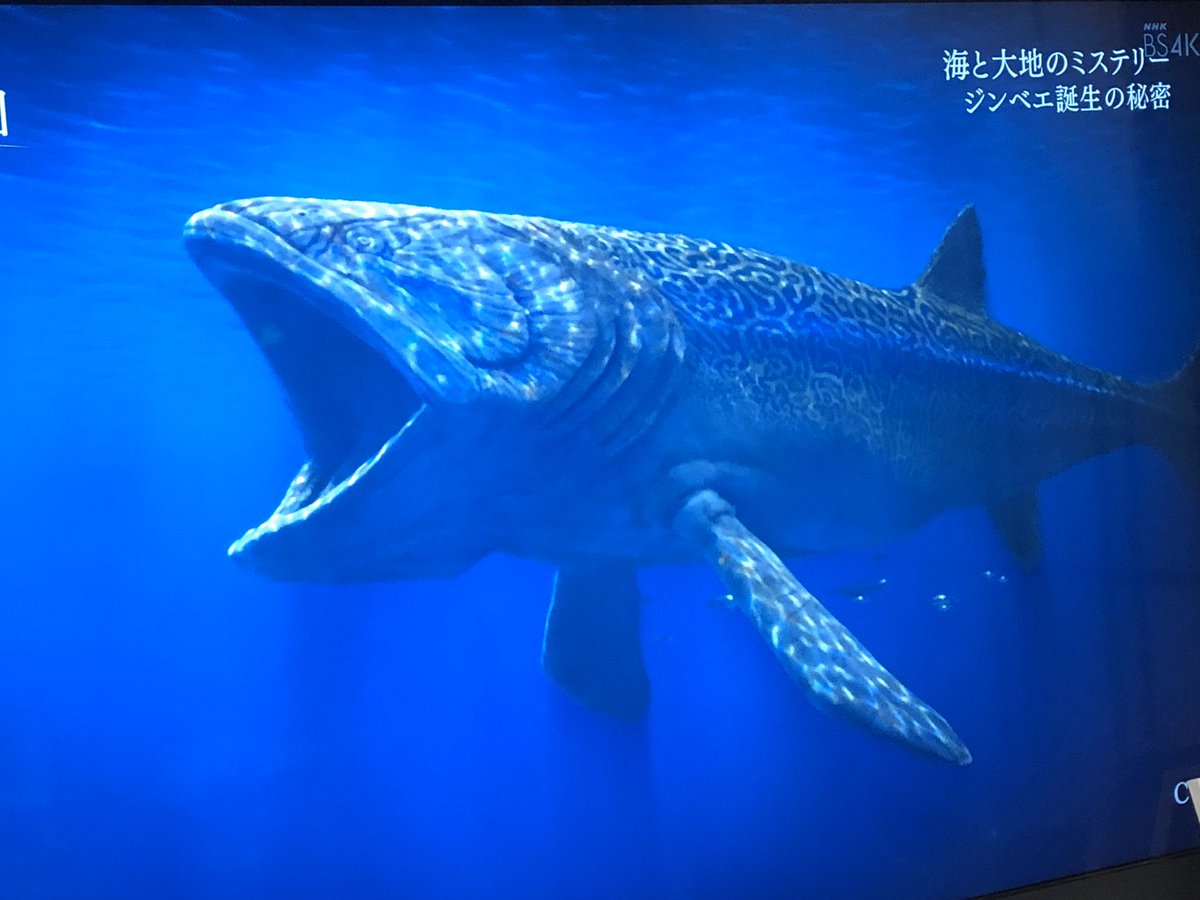 最新ジンベイザメ 食べ物 最高の花の画像