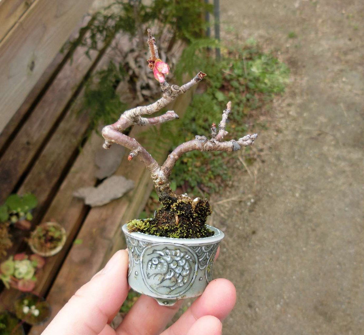 5ｃｍ盆栽 ミニ盆栽 Minibonsai 盆栽 Bonsai 十月桜 春嘉鉢 気ままに蕾をつける十月桜 全くもってゆるい形をしているので 今年は一の枝の所で剪定したろ と思っています