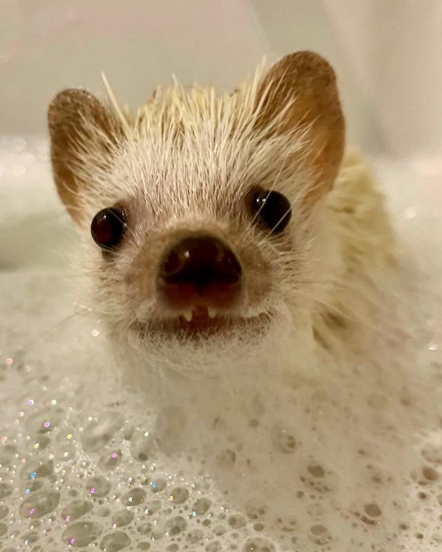 PengeHog's tweet photo. Bath time!! 🛁 🧼 🦔❤️
.
.
.
#Hedgehoglove #Hedgehogcommunity #Hedgehog #Hedgehogs #hedgie #ハリネズミ #riccio #hérisson #igel #africanpygmyhedgehog #hedgehogsofinstagram #pengehog
#ежик #hedgehogsofig #petstagram #hedgehogsofinstagram #hedgehogbaby #ex… https://t.co/O8af0EhiDY https://t.co/KX6Wc37X1G