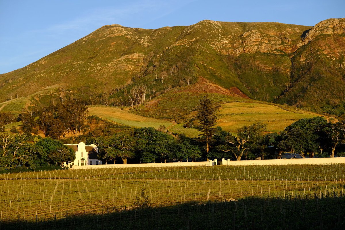 GrootConstantia's tweet photo. Forget ordinary, come to our Estate for timeless classics in our wine selection and delectable food at our tables. Surrounded by top architecture, historic buildings and lush vineyards with sea views from the slopes of Table Mountain, ordinary is never an option. #GrootSummer https://t.co/221sWSJV0N