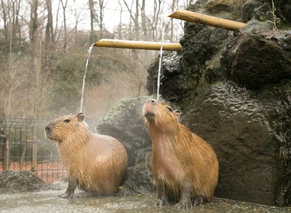 冬の風物詩♪癒しの光景♪カピバラさんが温泉好きなのにはちゃんと理由がありました。