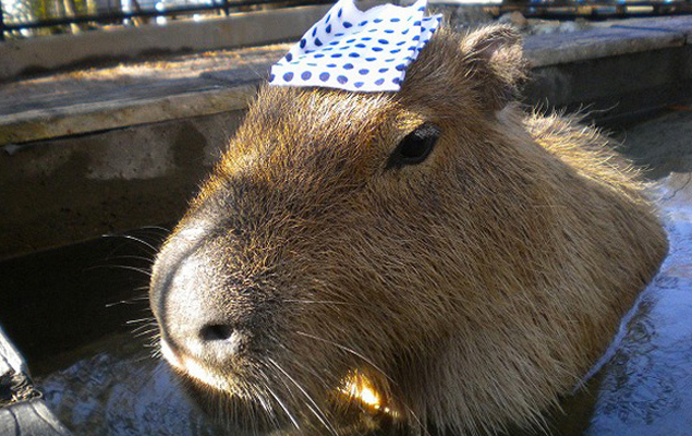 冬の風物詩 癒しの光景 カピバラさんが温泉好きなのにはちゃんと理由がありました 話題の画像プラス