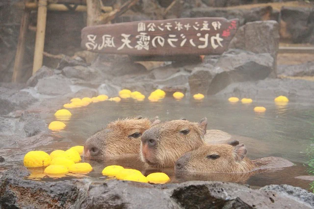 冬の風物詩♪癒しの光景♪カピバラさんが温泉好きなのにはちゃんと理由がありました。