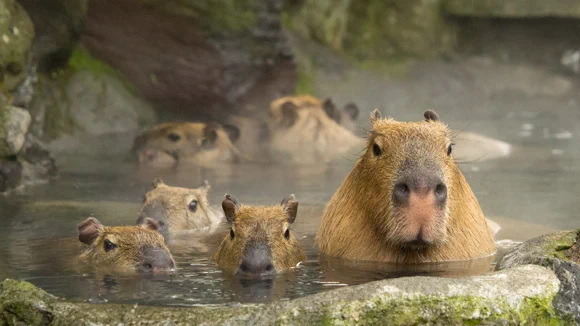 冬の風物詩♪癒しの光景♪カピバラさんが温泉好きなのにはちゃんと理由がありました。