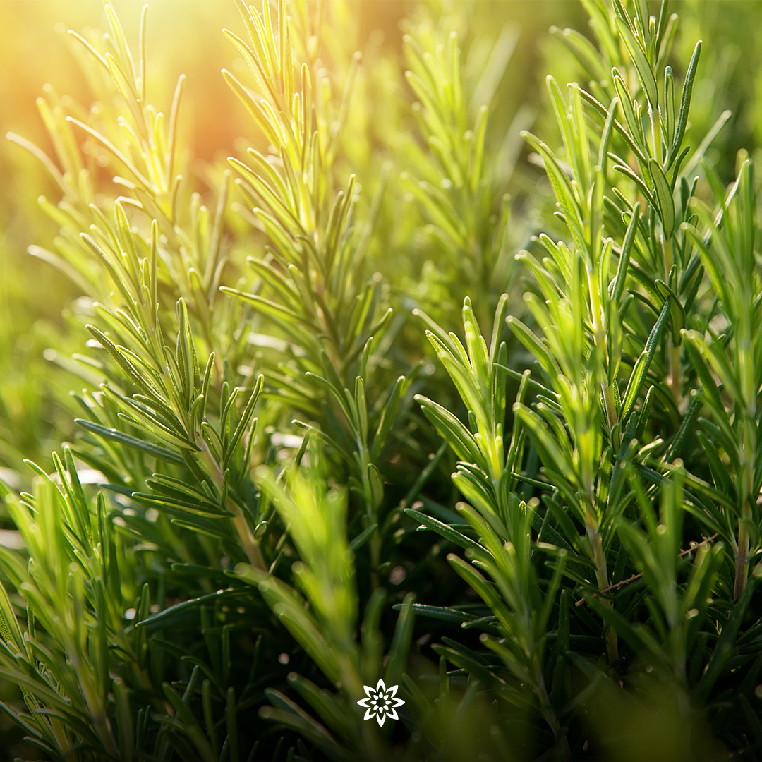 Rosemary acts as an astringent that regulates or decreases oily secretions of the hair follicles. Over time, it calms the hair follicles and arrests the production of excess oil. #rosemary #naturalingredient