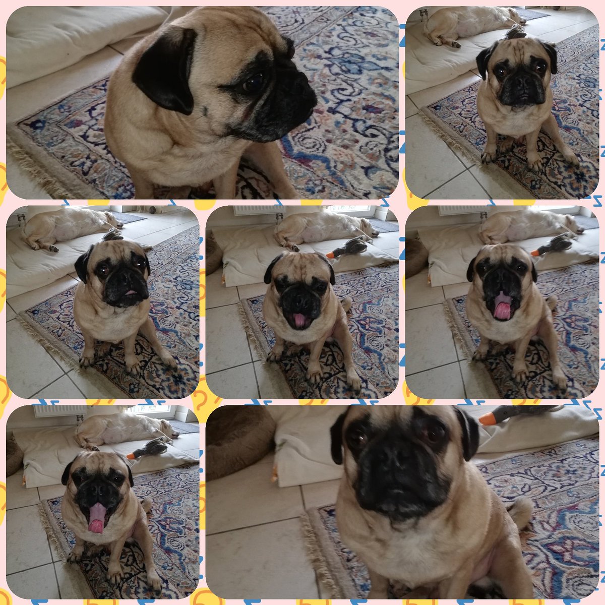 FantasySchaefer's tweet photo. Gähnender Mops... der Bildband 😄 Ja ja. So ein Sonntagsschläfchen wäre nicht schlecht 😉😄 Habt einen mopsig schönen Sonntag 👍 #pug #pugfun #sleepingpug #gähnen #fun #ruhrgebiet #writersanddogs #mopsleben #retromops https://t.co/WQfcBXQLCU
