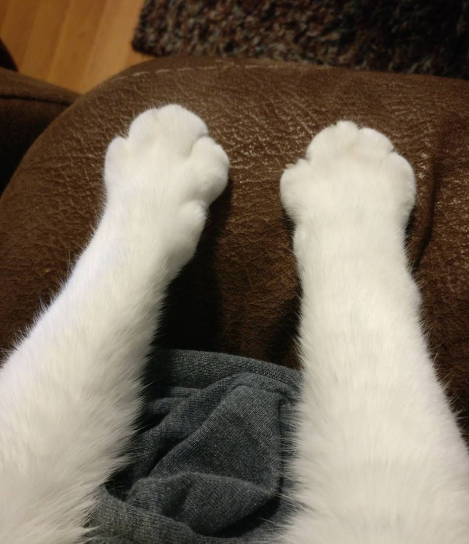 Двойные лапки. Белые кошачьи лапки. Ножки котика. Лапка кота. Белая лапа кота.