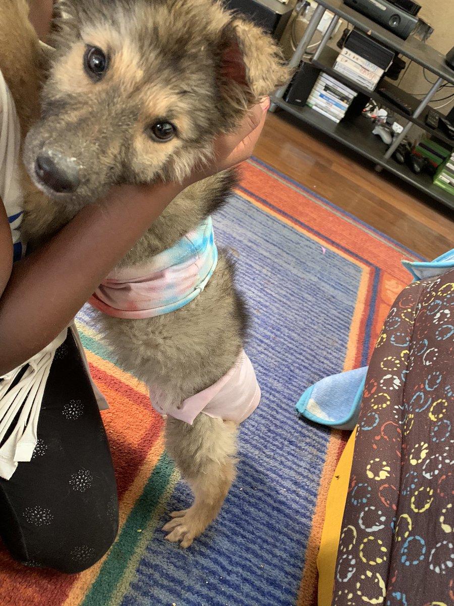 skaheru's tweet photo. One thing about having a child with a lot of creative energy is that you have to direct it elsewhere...like the occasional unsuspecting puppy. #CreativeUG https://t.co/CMhKgVqgV6