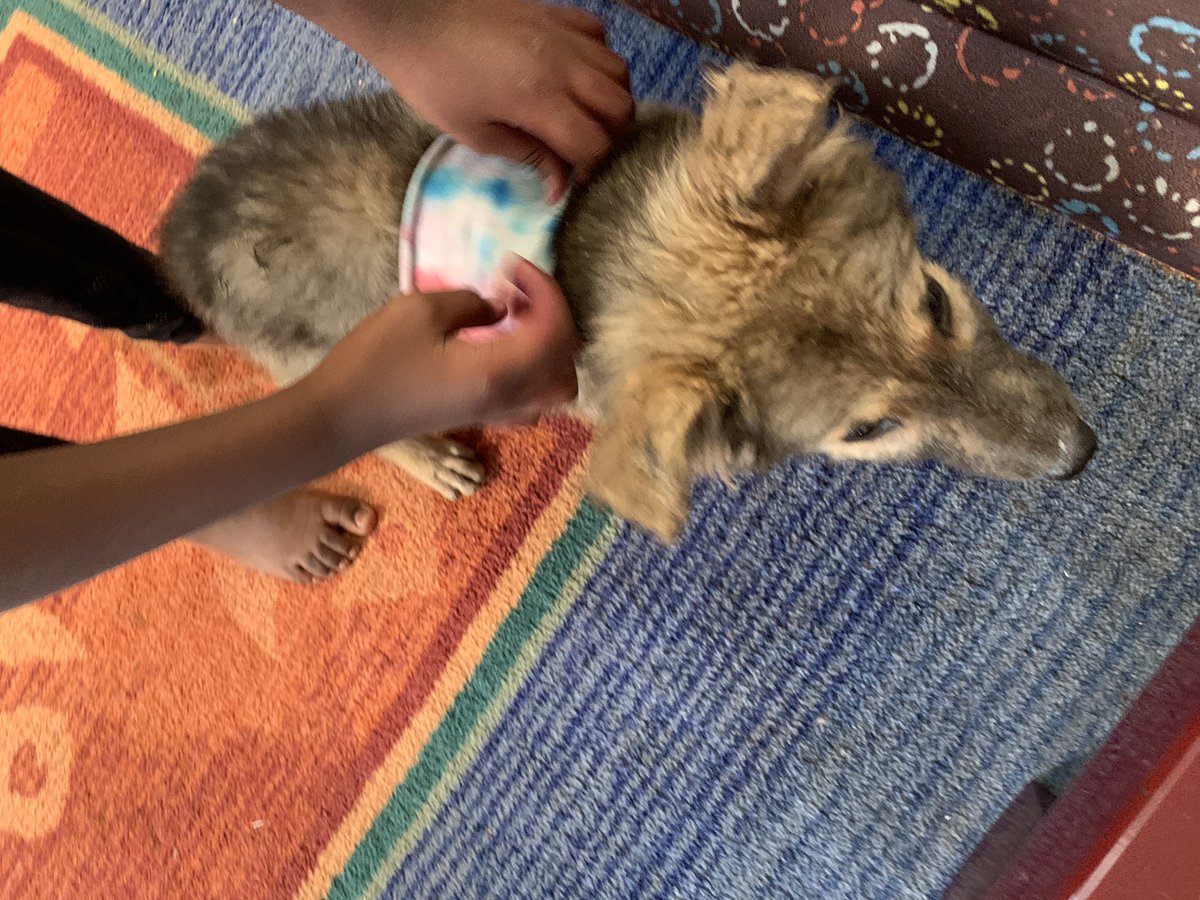 skaheru's tweet photo. One thing about having a child with a lot of creative energy is that you have to direct it elsewhere...like the occasional unsuspecting puppy. #CreativeUG https://t.co/CMhKgVqgV6