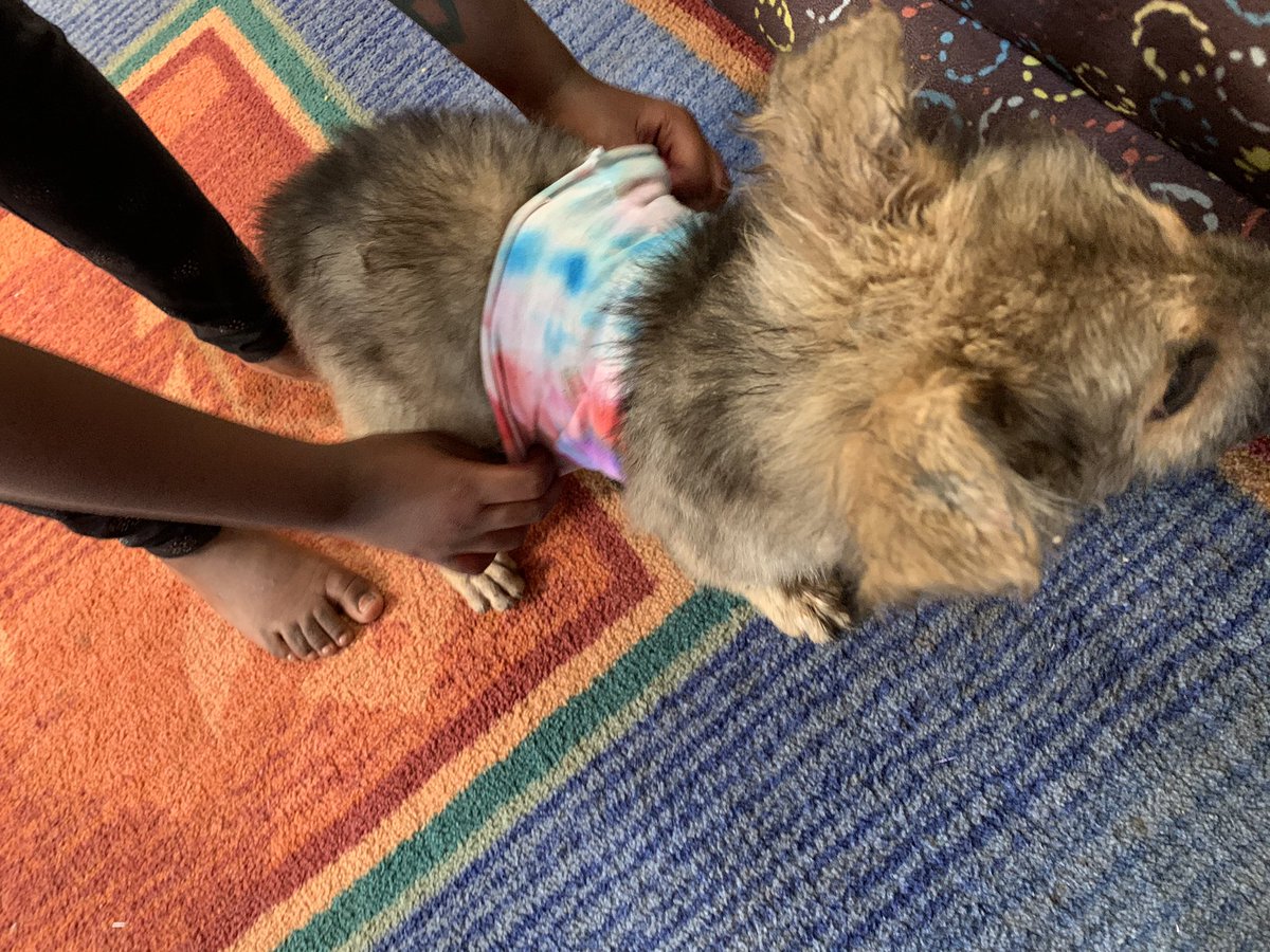 skaheru's tweet photo. One thing about having a child with a lot of creative energy is that you have to direct it elsewhere...like the occasional unsuspecting puppy. #CreativeUG https://t.co/CMhKgVqgV6