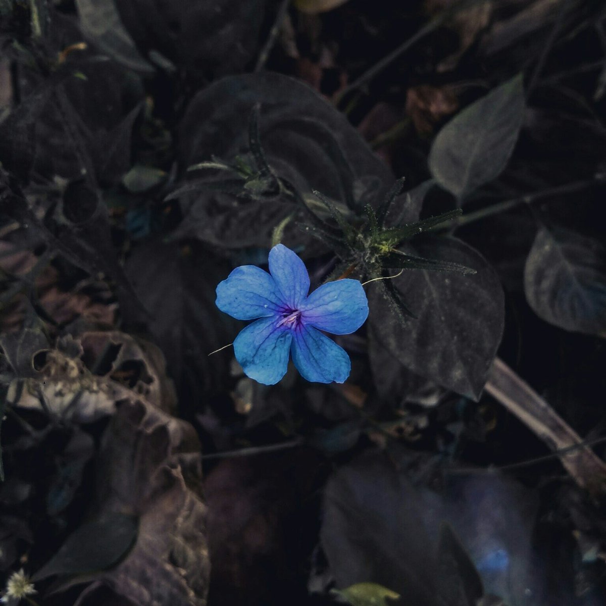 #naturephotography #photographer #PhotoOfTheDay #Photoshoot #naturephotography #Kerala #IndianRepublicDay #Photoshoot #PhotosOfMyLife #Photos #PhotographyIsArt #photograph #photoart #Photogrammetry #photojournalism