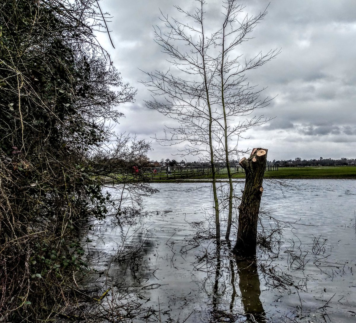 FairCloseFarm's tweet image. A bit of light pollarding today. Feet slightly wet.