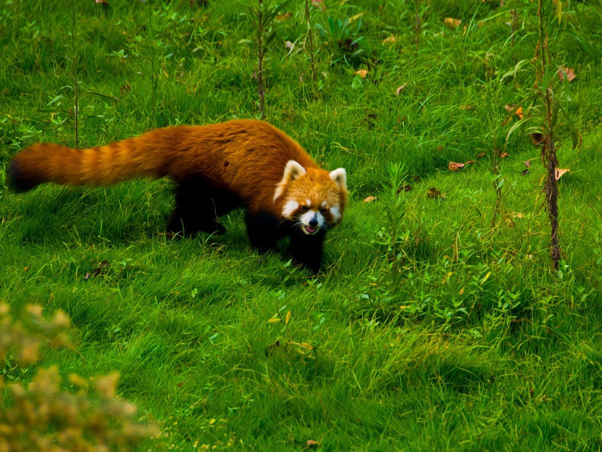 soyelpandarojo's tweet photo. El #PandaRojo prefiere #vivir sin la #compañía de otros #pandas, a #menos que necesite #reproducirse. Sus #actividades son principalmente #nocturnas y durante el #día #duerme sobre los #árboles. De hecho, este #animal es un #dormilón. https://t.co/nBwCr3Iv4N