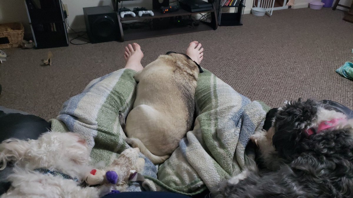AllTipBen's tweet photo. Sat down to drink my #coffee and within seconds am ambushed by a horde of lap crazed monsters!!!! #dogs #lazysunday #sunday #puppies #doggies #pug #puglife #pugs #funny #alltipnetwork https://t.co/otSzv2Qxud