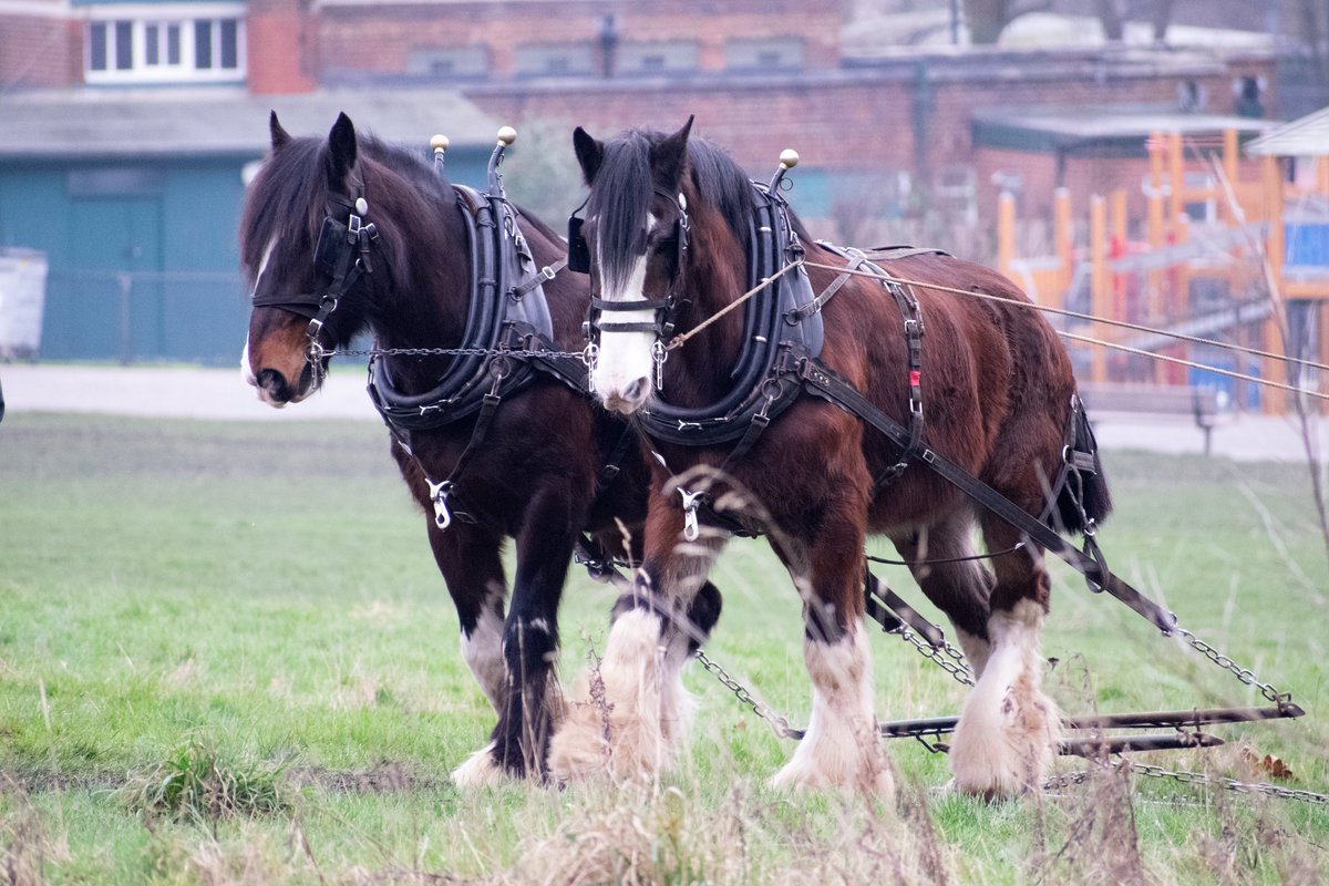 simondunant's tweet photo. Lovely to see the Shire Horses on Hampstead Heath this morning - majestic, beautiful animals - so glad I was there in time to catch them! @CityCorpHeath   @HandHSocHeath @hampsteadtweets #hampsteadheath #hampstead #shirehorses https://t.co/iQ4SvzOt0f