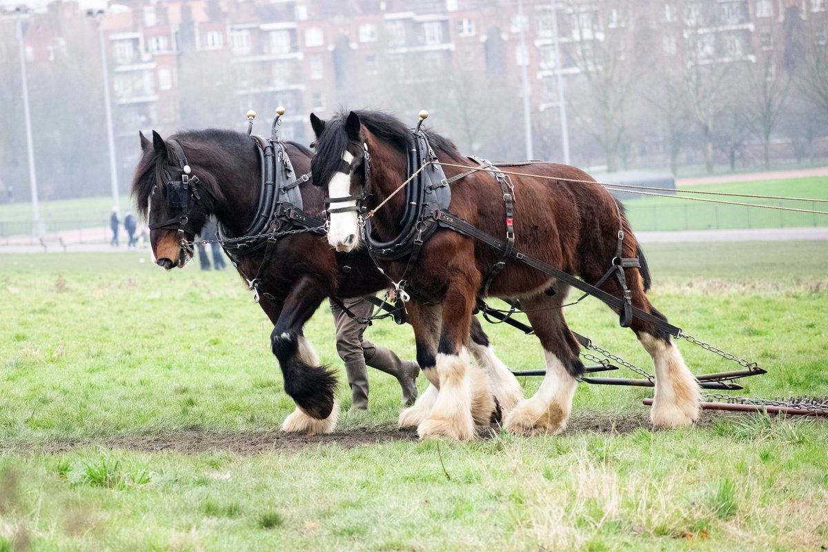 simondunant's tweet photo. Lovely to see the Shire Horses on Hampstead Heath this morning - majestic, beautiful animals - so glad I was there in time to catch them! @CityCorpHeath   @HandHSocHeath @hampsteadtweets #hampsteadheath #hampstead #shirehorses https://t.co/iQ4SvzOt0f