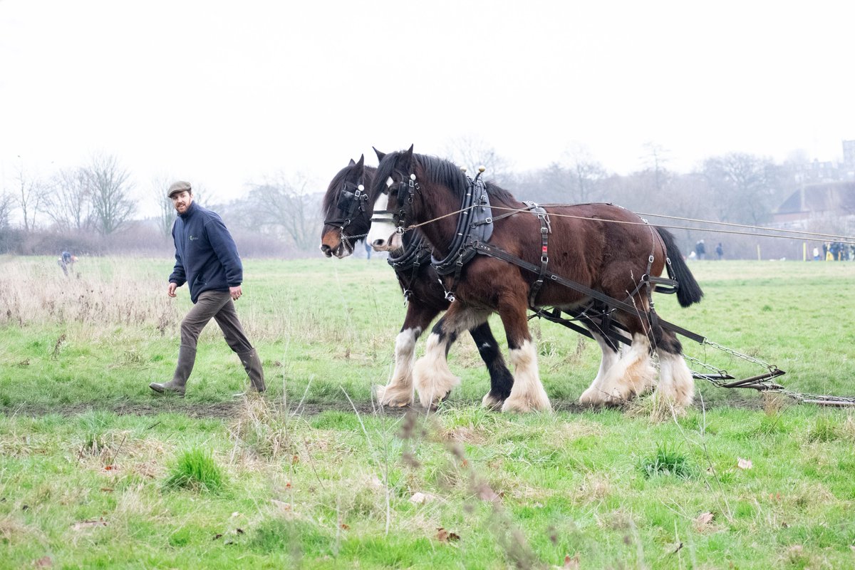 simondunant's tweet photo. Lovely to see the Shire Horses on Hampstead Heath this morning - majestic, beautiful animals - so glad I was there in time to catch them! @CityCorpHeath   @HandHSocHeath @hampsteadtweets #hampsteadheath #hampstead #shirehorses https://t.co/iQ4SvzOt0f