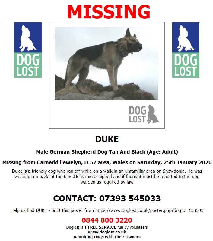 colliesontherun's tweet photo. ‼️URGENT‼️ 💥#MISSING AND WEARING A MUZZLE💥 since 25th January 2020 from #CARNEDD #LLEWELYN #LL57 #WALES. #Duke is MICROCHIPPED and 💥SIGHTINGS NEEDED💥
https://t.co/N6vGbcBcys https://t.co/QBpYfmNLXy