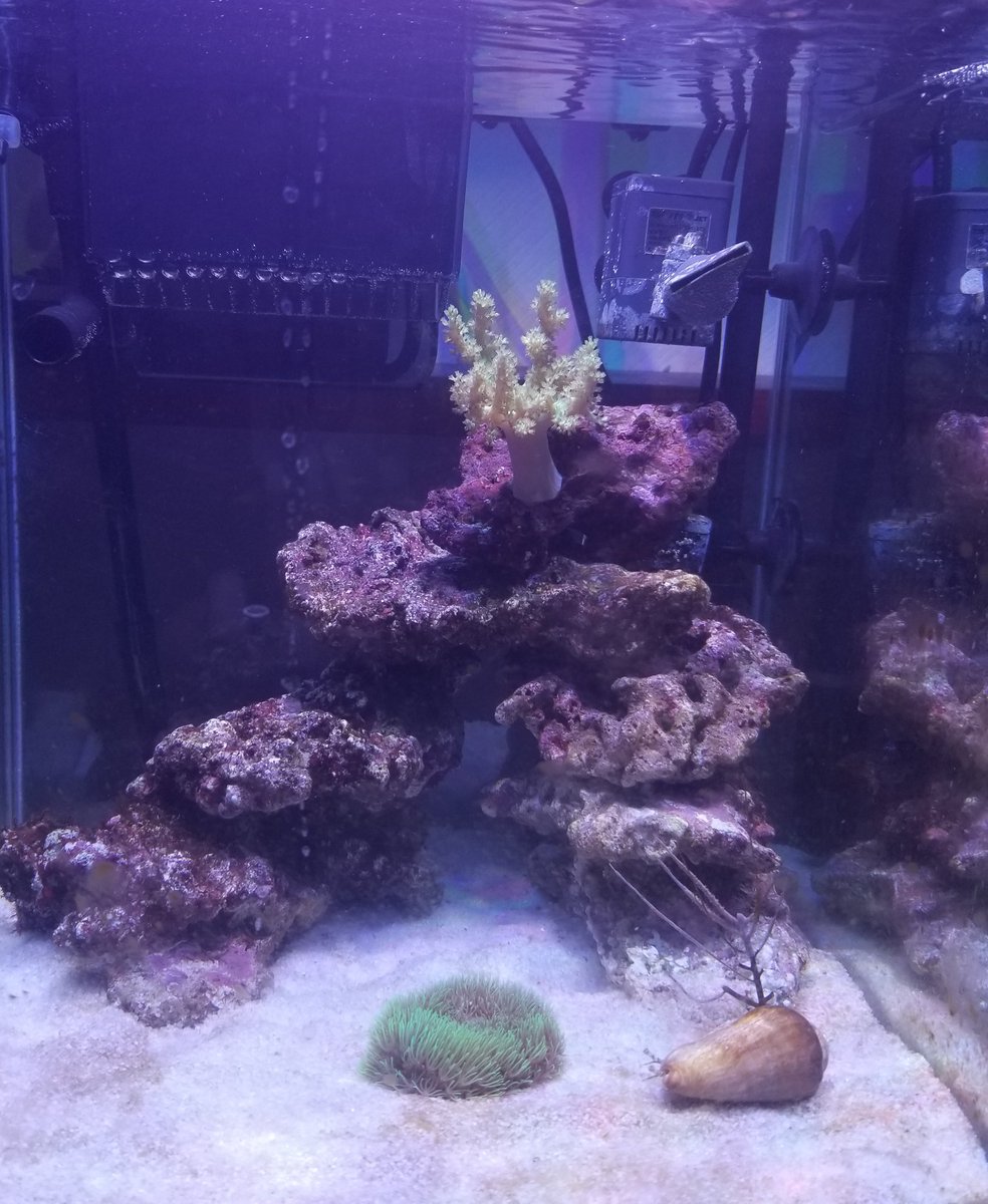 marineaqua0's tweet photo. 密かに30cmキューブハイのサブ水槽を立ち上げました。2週間ほど経過して生体を入れました https://t.co/La1sYfVvMb