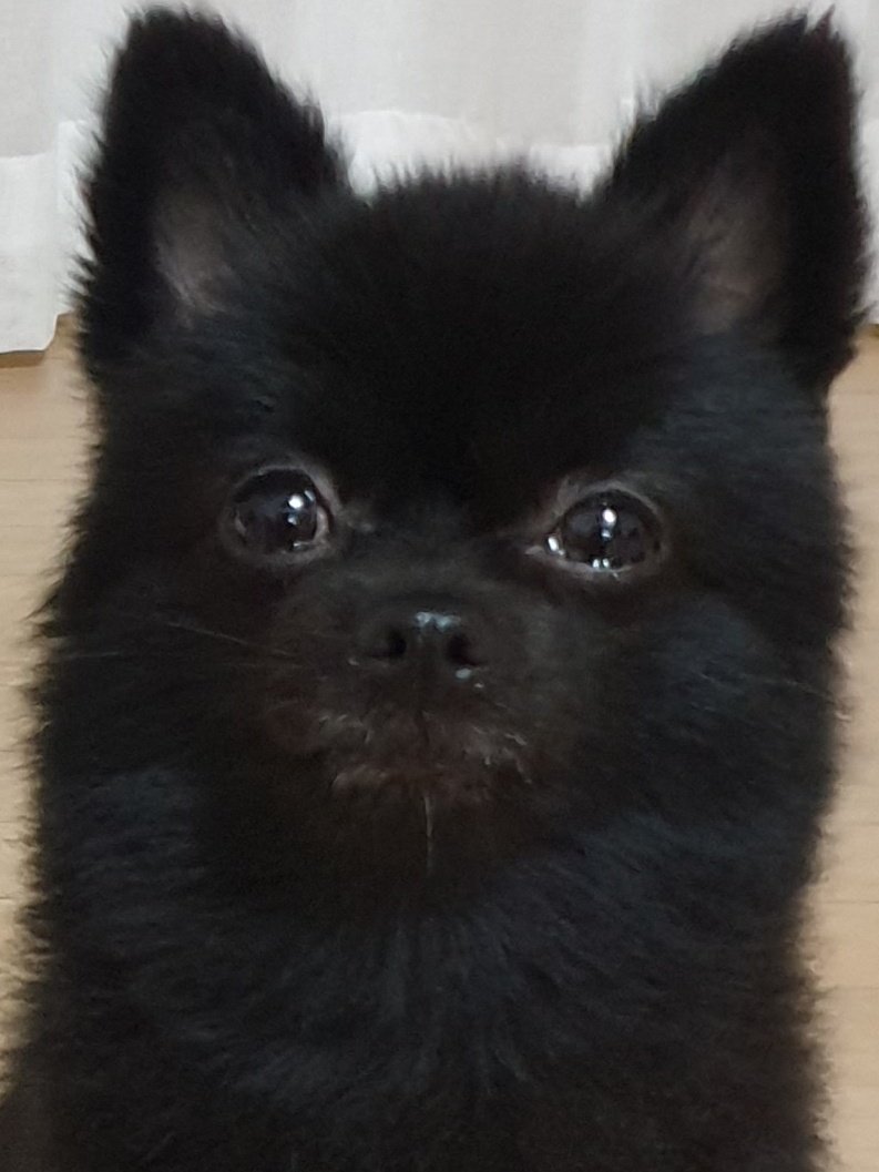 hh_0501's tweet photo. 목욕만 했다하면 눈물이 그렁그렁
세상 억울하댄다ㅋㅋㅋㅋㅋㅋㅋㅋ
ㅋㅋㅋㅋㅋㅋㅋㅋㅋㅋㅋㅋㅋㅋㅋ https://t.co/J16BmWymkv