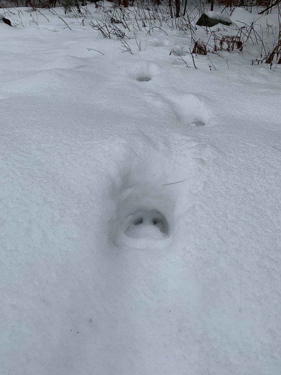jjrwalsh's tweet photo. Shout out to Bob Bowles and the Naturalist program at Lakehead University. Great day of winter mammal tracking! Moose, porcupine dens, and over 12 different species of tracks -not to mention a great winter workout. https://t.co/TK4uIBDeXt